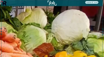 أسعار الكرنب والقرنبيط في الإسكندرية تسجل 20 جنيهًا اليوم